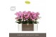 Phalaenopsis multiflora honeybee Optimost - Honeybee - 4 tak - Molise  