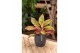 Aglaonema Aglaonema Jungle Lava 2 pp 