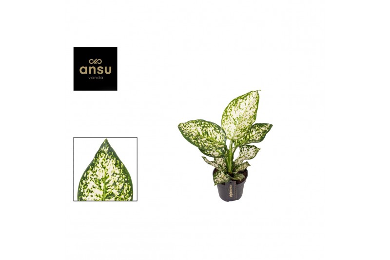 Aglaonema ivory jade 