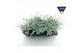Sedum sieboldii mediovariegatum 