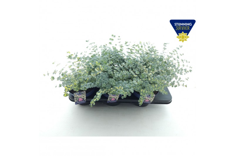 Sedum sieboldii mediovariegatum 