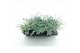 Sedum sieboldii mediovariegatum 