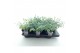 Sedum sieboldii mediovariegatum 