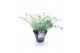 Sedum sieboldii mediovariegatum 