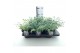 Sedum sieboldii mediovariegatum 