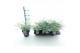 Sedum sieboldii mediovariegatum 