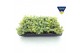 Sedum sieboldii mediovariegatum week 29 leverbaar 