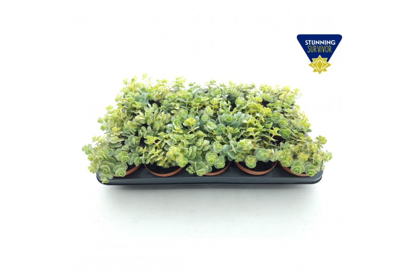 Sedum sieboldii mediovariegatum week 29 leverbaar 