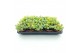 Sedum sieboldii mediovariegatum week 29 leverbaar 