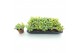 Sedum sieboldii mediovariegatum week 29 leverbaar 