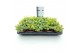 Sedum sieboldii mediovariegatum week 29 leverbaar 