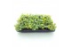 Sedum sieboldii mediovariegatum week 29 leverbaar 