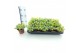 Sedum sieboldii mediovariegatum week 29 leverbaar 