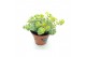 Sedum sieboldii mediovariegatum week 29 leverbaar 