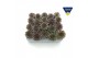 Sempervivum arachnoideum rood 