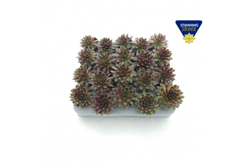 Sempervivum arachnoideum rood 