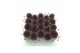 Sempervivum arachnoideum rood 