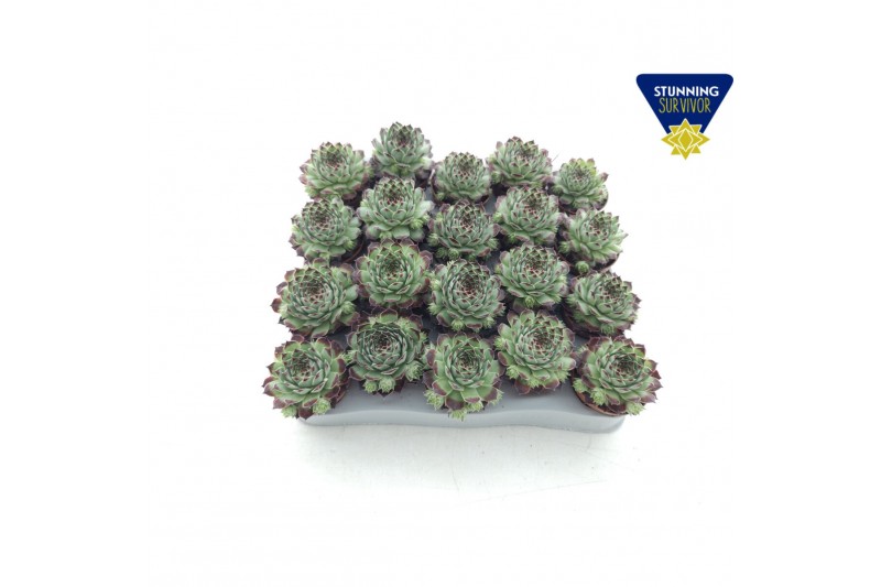 Sempervivum tectorum rood 