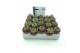 Sempervivum tectorum rood 