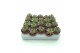 Sempervivum tectorum rood 