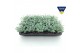 Sedum sieboldii 