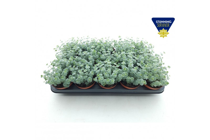 Sedum sieboldii 