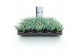 Sedum sieboldii 