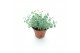 Sedum sieboldii 
