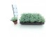 Sedum sieboldii 