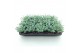 Sedum sieboldii 