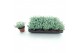 Sedum sieboldii 