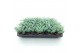 Sedum sieboldii 