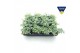 Sedum sieboldii 