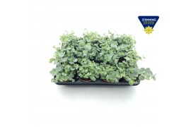 Sedum sieboldii