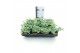 Sedum sieboldii 