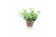 Sedum sieboldii 