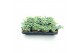 Sedum sieboldii 
