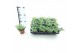 Sedum sieboldii 