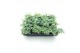 Sedum sieboldii 