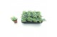 Sedum sieboldii 