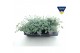 Sedum sieboldii + etiket 