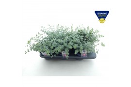 Sedum sieboldii + etiket
