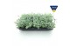 Sedum sieboldii Sedum sieboldii XL 