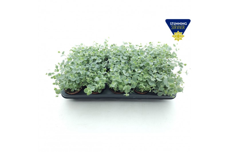 Sedum sieboldii Sedum sieboldii XL 