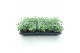Sedum sieboldii Sedum sieboldii XL 