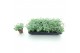 Sedum sieboldii Sedum sieboldii XL 