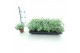 Sedum sieboldii Sedum sieboldii XL 