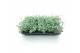 Sedum sieboldii Sedum sieboldii XL 