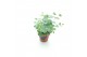Sedum sieboldii Sedum sieboldii XL 