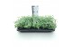 Sedum sieboldii Sedum sieboldii XL 
